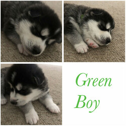 Purebred Siberian Husky Puppies/Siberian Husky//Younger Than Six Months,We have a litter of 7 beautiful and healthy Purebred Siberian Husky puppies available, ready for their forever homes on the 12th of February 2022.Red Girl - Brown eyesPink Girl- Brown eyesGreen Boy- Brown eyesBlue Boy- Brown eyesOrange Boy- Brown eyesGrey Boy- Bi eyesBlack Boy- Bi eyesMum and Dad are both black and white purebred huskies, both are very healthy dogs.The puppies are being wormed every 2 weeks and will have their health checks, vaccinations and microchipping done next week at 6 weeks of age, which you’ll receive a copy of.They are being raised around young children and will make a perfect addition to the family, they are a very gentle and loving breed.It would be best to have owned a Husky before and have experience with the breed as they are highly energetic and may not be suitable for your lifestyle.If you have any questions or want to see more pictures, don’t hesitate to reach out.