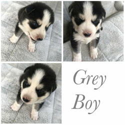 Purebred Siberian Husky Puppies/Siberian Husky//Younger Than Six Months,We have a litter of 7 beautiful and healthy Purebred Siberian Husky puppies available, ready for their forever homes on the 12th of February 2022.Red Girl - Brown eyesPink Girl- Brown eyesGreen Boy- Brown eyesBlue Boy- Brown eyesOrange Boy- Brown eyesGrey Boy- Bi eyesBlack Boy- Bi eyesMum and Dad are both black and white purebred huskies, both are very healthy dogs.The puppies are being wormed every 2 weeks and will have their health checks, vaccinations and microchipping done next week at 6 weeks of age, which you’ll receive a copy of.They are being raised around young children and will make a perfect addition to the family, they are a very gentle and loving breed.It would be best to have owned a Husky before and have experience with the breed as they are highly energetic and may not be suitable for your lifestyle.If you have any questions or want to see more pictures, don’t hesitate to reach out.