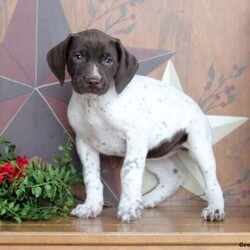 Ruby/German Shorthaired Pointer/Female /7 Weeks,Meet Ruby, an active German Shorthaired Pointer puppy who is being family raised with children and is well socialized. This friendly pup is vet checked, up to date on shots & wormer plus the breeder provides a 30 day health guarantee for Ruby. And, she can be registered with the AKC. For more information about this beautiful pup, call the breeder today!