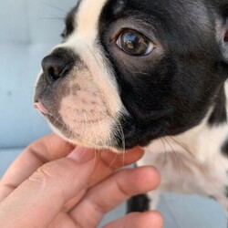 Boston Terrier Puppies/Boston Terrier//Younger Than Six Months,Ready for their forever homes on Jan 29th. Located in Pakenham, Vic.Our Boston Terriers are for pet homes only, or upon approval for a small breeder. Our dogs (and pups) are part of our family. Raised around children, other dogs, and our cats.Parents are papered and DNA tested.Pups are wormed, microchipped, vaccinated, and vet checked. They also come with 6 weeks pets insurance.More pictures and Videos with individual enquiries.Saski (F)Sakura (F)Hermione (F)Aang (F)Xena (F)Stripes (M)Spot (M)Motley Bostons (Sarah, Rainer, Nicki)MDBA breeder 19202Microchips956000014586760956000014635728956000014505880956000014499439956000014588662956000014501530956000014495875Genuine Enquires only please