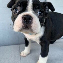 Boston Terrier Puppies/Boston Terrier//Younger Than Six Months,Ready for their forever homes on Jan 29th. Located in Pakenham, Vic.Our Boston Terriers are for pet homes only, or upon approval for a small breeder. Our dogs (and pups) are part of our family. Raised around children, other dogs, and our cats.Parents are papered and DNA tested.Pups are wormed, microchipped, vaccinated, and vet checked. They also come with 6 weeks pets insurance.More pictures and Videos with individual enquiries.Saski (F)Sakura (F)Hermione (F)Aang (F)Xena (F)Stripes (M)Spot (M)Motley Bostons (Sarah, Rainer, Nicki)MDBA breeder 19202Microchips956000014586760956000014635728956000014505880956000014499439956000014588662956000014501530956000014495875Genuine Enquires only please