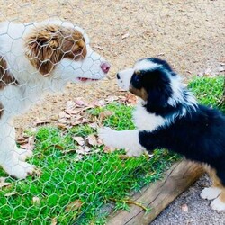 Australian Shepherd Puppies Pure Bred Black Tri Female with Full tail./Australian Shepherd Dog//Younger Than Six Months,"Fires Of Margaret River Litter""Phoenix" Female Black Tri full Tail AvailableGood Head Markings and excellent Tan Points, colour will get more as she grows just stunning. Nicely put together , good type.Temperament - Calmer, Friendly ."Fires Of Margaret River Litter"Named after we had to evacuate from the farm with livestock and our pets.“Born 25/11/2021Dam -Zenderland Lady “AKA Lady Red Tri NBT - DNA clear - Hips and Elbow Score 2Sire -Zenderland Blueberry “AKA” Blue – Blue Merle with Full tail – DNA Clear – Hip and Elbow Score 2Puppy"We strive to breed excellent temperaments, Great bone, substance, wonderful movement, and stunning heads. From fully tested parents.Puppies are well socialized, raised in our home on our farm with livestock, Miniature horses, Goats, and other dogs. They are wormed, microchipped, vaccinated, puppy pack, All Companion pet pups will be on the Limited Register. Dog West WA (Which means not for breeding or showing). But can compete in all other discipline’s obedience, herding etcTo apply for a puppy FIRST need email for a questionnaire and Details at pix******@******com thankyou REVEAL_DETAILS WE ARE IN THE Margaret River AREA Western AustraliaDogswest Membership Number 610003604