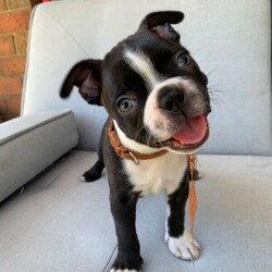 Boston Terrier Puppies/Boston Terrier//Younger Than Six Months,Ready for their forever homes on Jan 29th. Located in Pakenham, Vic.Our Boston Terriers are for pet homes only, or upon approval for a small breeder. Our dogs (and pups) are part of our family. Raised around children, other dogs, and our cats.Parents are papered and DNA tested.Pups are wormed, microchipped, vaccinated, and vet checked. They also come with 6 weeks pets insurance.More pictures and Videos with individual enquiries.Saski (F)Sakura (F)Hermione (F)Aang (F)Xena (F)Stripes (M)Spot (M)Motley Bostons (Sarah, Rainer, Nicki)MDBA breeder 19202Microchips956000014586760956000014635728956000014505880956000014499439956000014588662956000014501530956000014495875Genuine Enquires only please