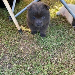 German Spitz Pups For Sale/German Spitz//Younger Than Six Months,Meet our beautiful German Spitz pups.Ready for their new homes 30/1/2022Blue and white Parti male - AvailableBlue male- AvailableBlack female - SoldThey come vaccinated, microchipped, wormed and vet checked.Looking for a beautiful loving home only.Raised on farm with other dogs , birds , horses and cows lolMum and Dad in picsChip numbers 991003001388708 & 991003001388707RPBA number 6263BIN B000614072Located Whiporie- half way between Grafton and CasinowSerious buyers only$4000 negotiable