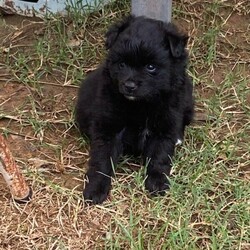 German Spitz Pups For Sale/German Spitz//Younger Than Six Months,Meet our beautiful German Spitz pups.Ready for their new homes 30/1/2022Blue and white Parti male - AvailableBlue male- AvailableBlack female - SoldThey come vaccinated, microchipped, wormed and vet checked.Looking for a beautiful loving home only.Raised on farm with other dogs , birds , horses and cows lolMum and Dad in picsChip numbers 991003001388708 & 991003001388707RPBA number 6263BIN B000614072Located Whiporie- half way between Grafton and CasinowSerious buyers only$4000 negotiable