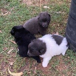 German Spitz Pups For Sale/German Spitz//Younger Than Six Months,Meet our beautiful German Spitz pups.Ready for their new homes 30/1/2022Blue and white Parti male - AvailableBlue male- AvailableBlack female - SoldThey come vaccinated, microchipped, wormed and vet checked.Looking for a beautiful loving home only.Raised on farm with other dogs , birds , horses and cows lolMum and Dad in picsChip numbers 991003001388708 & 991003001388707RPBA number 6263BIN B000614072Located Whiporie- half way between Grafton and CasinowSerious buyers only$4000 negotiable