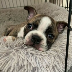 Boston Terrier X French Bulldog puppy/Boston Terrier//Younger Than Six Months,We have one beautiful little Male Frenchton puppyPuppy is 5 weeks old DOB 07/01/22Ready for his forever home at 8 weeks old on 03/04/22Puppy is 3/4 Boston Terrier and 1/4 Micro FrenchieHe has beautiful light/blonde markings of brindle and white - he will be a striking looking little dog with a lean physique and long legs like his Boston papaPuppy is well socialised with other dogs and childrenBoth parents are healthy, fit, well socialised animals with excellent breathing and genetic lines / parents are small dogs and puppy will be the same, with dad weighing 8.5kg and mum at only 7kgPuppy will be wormed, vaccinated, microchipped and vet checkedSuitable for pet only families