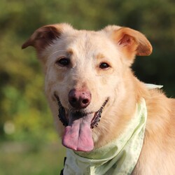 Adopt a dog:Timu/Mixed Breed/Male/Adult,*******************************************************************
PLEASE READ CAREFULLY BEFORE SENDING INQUIRY
********************************************************************
Meet Timu! Available for adoption in the SF Bay Area.

Quick Facts:
5.5 Years old
Male
44 lbs
FMD Mix
- Good with people
-Good with other dogs
- Good with cats
- Housebroken
- Vaccinated and neutered
- Microchipped
- Friendly with strangers & children
- Good on leash

Timu was sent to animal shelter by his previous owner when he just four months old, he’s stayed there for another 4 years and 8 months before our rescue team in Taiwan bailed him out. There are many lovely friendly dogs in animal shelter including Timu, but just few of number to be adopted. Dogs was more fighting for space and food as numbers increasing in same room. Timu was promoted for years by volunteers, they named him “Tien-Tsai” means very popular even if God does love him, but there’s no one to take him home. One of volunteers was broken hearted when he found many wounds on Timu, so he called our rescuers to see if we can help him.

Timu thrived in foster! He immediately took to home life and loves being apart of a family. He loves affection and treats, making him very easy to train. His foster family sings his praises and says he is a quick learner and very easy to have in the home. He is friendly with strangers including kids indoor and in public. He gets along with another dog in foster and friendly with unfamiliar dogs. He is good on leash and enjoys daily walks.

Timu would make a great first dog for first time owners or apartment dog in the city due to his easy going nature. The ideal family will continue working on his training and help him become a good canine citizen!

********************************************************************
If you think you’re the right fit, please submit an adoption application to:

https://www.harasf.org/application

*********************************************************************
Follow us on Instagram for the most up-to-date information about Timu and our other available dogs! IG: hara.sf

*********************************************************************

**PLEASE NOTE**
As much as we'd love to, our small (but mighty!) team may not be able to respond to all inquiries and will prioritize inquiries with an application submission on file. We do not grant meetings with dogs until after your application has been screened and approved for this step. Please be patient with our team & process. Thank you for your cooperation!