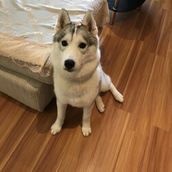 Female Siberian Husky for sale/Siberian Husky//Older Than Six Months,For personal reason, it’s a regret I have to find a good home for my beloved husky, she’s pure bred turning 6 years old, brown eyes, silver grey fur, healthy, growing in a loving environment. She’s a typical husky who’s smart but stubborn, she has her own idea sometimes needs to be patient about her. She needs someone who like median dogs and know well about husky breed, and she needs fully fenced backyard, and backyard needs to be big enough for her to run around. She’s energetic, well socialised, passionate to play with people, she’s suitable with family with older kids not small babies. She’s just over 20kg, only needs relatively low work than other dogs. She’s a ‘guard dog’ you will need to get her to know your neighbours, pat her head, otherwise she will bark when your neighbour walk around your house or play at their backyard.We need someone who can give us updates and allow us to visit her sometimes.