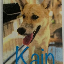 Adopt a dog:Kain/Husky/Male/Young,Kain is about 1.5 years old. He is shepherd husky mix. Loves to give hugs and does know his size, He is good with other dogs and best with older kids. He is high energy and will Need a yard for daily zoomies. No apartments. He is not currently potty trained.

He and his brother Achilles are Not a bonded pair but do love to run and play with each other.

He is fully vetted and up to date on all vaccines. 

Due to the number of requests that we receive on our puppies and dogs, please be advised that all adoption applications are processed in the order received. Once we send you an application, your place in line does not get reserved until your application is returned to us.

Please fill out our application to get started and to set up a meet and greet to get this lovely soul adopted!

https://lp4rrockies.wufoo.com/forms/qa0qut21foyx3u/