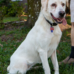 Adopt a dog:Shadie/Great Pyrenees/Female/Young,Help Shadie stay in Texas!!! 

GPRS caught up with the Shadie Lady to see how she was doing in her foster home. 

GPRS: Hey Shadie! How are you liking being in foster?

Shadie: Just fine! I was just fixin to go bark at the ducks in the pond outside the fence.  

GPRS:  You don’t like ducks? You didn’t like cows much either. 

Shadie:  I didn’t like cows. They just chewed the cud and talked about the weather and grass. I kept running away because I was bored. I wanted to be with people. Ducks are more fun. I bark, and they fly away. They make funny sounds. 

GPRS:  That does sound like fun. For you at least. What do you think about coming to foster in the Pacific Northwest and getting adopted there?  

Shadie: I’m a Texas girl. I’m sure y’all are nice up there, but I’m Texas-born and bred. It’s my home. I’m shorter coated, as you can see. It might be too cold for me. I reckon I’d rather stay here. Why doesn’t anyone here want to adopt me?

Shadie is a 3 year-old spayed female Great Pyrenees who weighs approximately 66 pounds. She is a short hair dog (so much less shedding), is house-trained, and does not climb on furniture.

History: Shadie came to Spring, Texas, after being on a farm in East Texas where she was supposed to guard cows. Shadie kept running away to be with people so she was kept on a chain until she came to GPRS. 

Notes from her foster family:

• Shadie Girl loves playing in the backyard with PYR buddy Ben. They take turns chasing and then being chased by each other.  

• She is an expert at playing fetch with her Kong toys.

• She prefers to be inside the house more than outside. She always sleeps inside the house at night. She will choose a quiet place to sleep. She loves to sleep in our walk-in closet.

• She loves to be brushed and petted and loves to receive treats for being a good girl!

• Her favorite activity of the day is to go on walks!

Shadie needs some leash work, but she loves everyone and everything. She would like a dog friend in the house to play with. Adult or adult and teen households only as she can be a little rambunctious when she is playing and is a little protective of her food. Also, no ducks, please. She's a pretty, loving, and good girl who really wants a home in Texas.

ADOPT HERE: Complete an Adoption Application for your Pyr-fect new family companion at https://gprs.rescuegroups.org/forms/form?formid=6206.

All dogs and puppies require VISIBLE fencing

Adoption fee: $325 (Adoption fee includes spay/neuter, heartworm test, rabies, distemper, parvo and health certificate for travel). Adopters outside of Texas pay the cost of transport to independent transport service ($250).

GPRS has proudly placed thousands of Great Pyrenees and GP mixes in the PNW for over a decade. Our volunteers have over 100 years combined experience fostering, screening, and placing this majestic breed into loving, forever homes. When adopting from us, you can rest assured that we provide life-long support and advice when it comes to your new family member. As always, our purpose is to find the best match for every unique dog that comes through our doors. Taking the time to find the right fit comes first and foremost at the Great Pyrenees Rescue Society. If you are interested in adopting, please take the time, and apply. You will see firsthand how much care, attention and love goes into the process, when you are guided a personal screener. This is why we have people come back again and again for their next family member! See all our dogs, fill out an application and discover why we are the BEST at placing the right dog in the right home! https://gprs.rescuegroups.org/.

ADOPTION, FOSTERING, AND DONATIONS are just some of the ways you can help a rescued dog. We have worked hard to cultivate a large network of volunteers to save this majestic breed. While monetary donations are always much appreciated, you can also help by donating your time as a GPRS foster or volunteer.

FOSTER HERE: Apply to foster at dog at https://gprs.rescuegroups.org/forms/form?formid=6281 .

VOLUNTEER HERE: Let us know your interests in helping our Pyr friends at https://gprs.rescuegroups.org/forms/form?formid=6272.