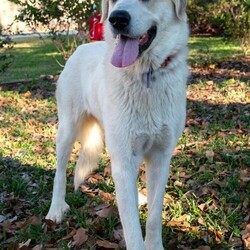Adopt a dog:Ruby/Great Pyrenees/Female/Young,ADOPT HERE: Complete an Adoption Application for your Pyr-fect new family companion at https://gprs.rescuegroups.org/forms/form?formid=6206.

All dogs and puppies require VISIBLE fencing

Adoption fee: $325 (Adoption fee includes spay/neuter, heartworm test, rabies, distemper, parvo and health certificate for travel). Adopters located outside of Texas pay the cost of transport to an independent transport service ($250).

GPRS has proudly placed thousands of Great Pyrenees and GP mixes in the PNW for over a decade. Our volunteers have over 100 years combined experience fostering, screening, and placing this majestic breed into loving, forever homes. When adopting from us, you can rest assured that we provide life-long support and advice when it comes to your new family member. As always, our purpose is to find the best match for every unique dog that comes through our doors. Taking the time to find the right fit comes first and foremost at the Great Pyrenees Rescue Society. If you are interested in adopting, please take the time, and apply. You will see firsthand how much care, attention and love goes into the process, when you are guided a personal screener. This is why we have people come back again and again for their next family member! See all our dogs, fill out an application and discover why we are the BEST at placing the right dog in the right home! https://gprs.rescuegroups.org/.

ADOPTION, FOSTERING, AND DONATIONS are just some of the ways you can help a rescued dog. We have worked hard to cultivate a large network of volunteers to save this majestic breed. While monetary donations are always much appreciated, you can also help by donating your time as a GPRS foster or volunteer.

FOSTER HERE: Apply to foster at dog at https://gprs.rescuegroups.org/forms/form?formid=6281 .

VOLUNTEER HERE: Let us know your interests in helping our Pyr friends at https://gprs.rescuegroups.org/forms/form?formid=6272.
