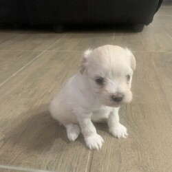 Adopt a dog:Lhasa Apso x Bichon puppy’s/Lhasa Apso//Younger Than Six Months,Gorgeous little litter only 1 left , mum is a Grey Lhasa apso x Bichon dad is White Bichon . Puppy’s will be vet checked vaccinations , wormed and microchipped at 5weeks old before leaving for there forever homes at 6 - 8 weeks old!1 x BoyThese puppy’s are hypo allergenic and great family pets, will be ready for there forever home 25th April. These pups are so cute they are a must see, photos don’t do them justice!Please feel free to come and view them!!