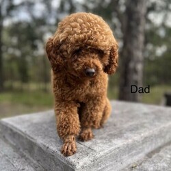 Adopt a dog:Toy Poodle Pure Bred RUBY RED, DNA CLEAR 2 GIRLS 3 BOYS, DOB 11/02/22/Poodle (Toy)//Younger Than Six Months,Toy Poodle, Ruby Red, Pure Bred, DNA clear by parentage, both parents tested and clear by Orivets full breed test. Very healthy pups, vet checked 24/2/22, and all clear. Immunised, microchipped and fully wormed. DOB 11/02/22, READY TO GO TO LOVEING NEW HOME 8/04/22. As at the 26/02/22, 6 weeks 1 day old. Colour of pups, is genuine and has not been enhanced or edited.FIRST VIEWINGS AVAILABLE THIS WEEKFor pease of mind, I am an experienenced, small ethical responsible registered breeder, I only have 2 litters a year, so that I can offer a well socialised, happy healthy pup. Quality rather than quantitiy, they are not negected in any way. They live indoors and regulary go outside to toilet.These pups have been vet checked and DO NOT, NOT, have lactating patella, a common knee joint condtion in many small breeds, costing around $3,200 to surgically remedy. Also by DNA they DO NOT have PRA, which is premiture blindness at three to 4 years young!These puppies are georgous, they have amazing thick soft coats like velvet, they are suplimented with Omega 3 fish oil to assist with brain development, joints eyes, good digestion, to give them the best start in life.DNA Orivet tested for both panents CLEAR AND NEGATIVE OF THE FOLLOWING:Degenerative MyelopathyPRA, premiture blindnessvon Willebrandsdisease Type 1Mucopolysaccharidosis VI poodle typeGanliosidosis GM2 Poodle TypeDNA reports available on viewingPoodles are aclaimed to be the second most itelligent breed available, with a non shedding coat, but must be brushed regularly, just a few minuets if done often, easy to train, loyal and loving nature, makes them the perfect inside family member and companion. Must go to good home.These pups are fed a healthy well balance diet that incudes chicken and Black Hawk puppy dry food.These pups have come from a long line of reds.5 pups, 2 girls and 3 boys, small to medium, $4200 to $5000 microchip numbers below:991003001385161, 991003001385176,991003001385166, 991003001385172, 991003001385173.I have Ruby girl, very happy social girl, lovely red, darkest and biggest in the litter, her tail wags 10 to the dozen, very cute SOL.D pending paymentBaxter, first born, very good little boy, smallest boy, snuggly, playful, and very good natured SOLD PENDING PAYMENTTeddy, one of two almost the same, second born, calm gentle and playful, he is a little shorter than his brother Blaze, Teddy $4,300Blaze loves to play and tubble with his brothers, 4th born, good boy eats and sleeps well $4,300Crystal a sweet adorable little girl smallest of the litter and last born, very well aportioned, just 800 grams at six weeks, Crystal on holdThe entire litter are very happy good natured pups, from very good natured parents. Pups socialise each day with bigger dogs, during outside play and toileting.Please contact for viewing of pups, available to view next weekend April 2nd and 3rd, 2022.More photos uploaded as pups grow, mum Dad last photos. Blaze and Teddy photos updated to 7 weeks of age.These pups are inside family pets, they require a fully fenced yard or court yard.Companion pets only.Parents DNA reports available to viewPuppy pack provided with lots of goodies, some dry food and fresh chicken & rice to help you get started at home.Transport may be able to be organised, direct flights only, at buyers expense, excluding long flights like WA, as the flight too long and too hard on the little pup.These pups are entireI am avalable for after sales support if required.Please email me with a few details about yourself and the kind of home you can offer these precious babies. If you are seriously interested and if you choose to leave your phone number I will call back.I do not respond to an SMS asking me to email, as recommended by Gumtree, due to risk of scammers.RPBA 956