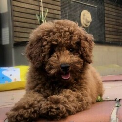 Adopt a dog:Toy Poodle Pure Bred RUBY RED, DNA CLEAR 2 GIRLS 3 BOYS, DOB 11/02/22/Poodle (Toy)//Younger Than Six Months,Toy Poodle, Ruby Red, Pure Bred, DNA clear by parentage, both parents tested and clear by Orivets full breed test. Very healthy pups, vet checked 24/2/22, and all clear. Immunised, microchipped and fully wormed. DOB 11/02/22, READY TO GO TO LOVEING NEW HOME 8/04/22. As at the 26/02/22, 6 weeks 1 day old. Colour of pups, is genuine and has not been enhanced or edited.FIRST VIEWINGS AVAILABLE THIS WEEKFor pease of mind, I am an experienenced, small ethical responsible registered breeder, I only have 2 litters a year, so that I can offer a well socialised, happy healthy pup. Quality rather than quantitiy, they are not negected in any way. They live indoors and regulary go outside to toilet.These pups have been vet checked and DO NOT, NOT, have lactating patella, a common knee joint condtion in many small breeds, costing around $3,200 to surgically remedy. Also by DNA they DO NOT have PRA, which is premiture blindness at three to 4 years young!These puppies are georgous, they have amazing thick soft coats like velvet, they are suplimented with Omega 3 fish oil to assist with brain development, joints eyes, good digestion, to give them the best start in life.DNA Orivet tested for both panents CLEAR AND NEGATIVE OF THE FOLLOWING:Degenerative MyelopathyPRA, premiture blindnessvon Willebrandsdisease Type 1Mucopolysaccharidosis VI poodle typeGanliosidosis GM2 Poodle TypeDNA reports available on viewingPoodles are aclaimed to be the second most itelligent breed available, with a non shedding coat, but must be brushed regularly, just a few minuets if done often, easy to train, loyal and loving nature, makes them the perfect inside family member and companion. Must go to good home.These pups are fed a healthy well balance diet that incudes chicken and Black Hawk puppy dry food.These pups have come from a long line of reds.5 pups, 2 girls and 3 boys, small to medium, $4200 to $5000 microchip numbers below:991003001385161, 991003001385176,991003001385166, 991003001385172, 991003001385173.I have Ruby girl, very happy social girl, lovely red, darkest and biggest in the litter, her tail wags 10 to the dozen, very cute SOL.D pending paymentBaxter, first born, very good little boy, smallest boy, snuggly, playful, and very good natured SOLD PENDING PAYMENTTeddy, one of two almost the same, second born, calm gentle and playful, he is a little shorter than his brother Blaze, Teddy $4,300Blaze loves to play and tubble with his brothers, 4th born, good boy eats and sleeps well $4,300Crystal a sweet adorable little girl smallest of the litter and last born, very well aportioned, just 800 grams at six weeks, Crystal on holdThe entire litter are very happy good natured pups, from very good natured parents. Pups socialise each day with bigger dogs, during outside play and toileting.Please contact for viewing of pups, available to view next weekend April 2nd and 3rd, 2022.More photos uploaded as pups grow, mum Dad last photos. Blaze and Teddy photos updated to 7 weeks of age.These pups are inside family pets, they require a fully fenced yard or court yard.Companion pets only.Parents DNA reports available to viewPuppy pack provided with lots of goodies, some dry food and fresh chicken & rice to help you get started at home.Transport may be able to be organised, direct flights only, at buyers expense, excluding long flights like WA, as the flight too long and too hard on the little pup.These pups are entireI am avalable for after sales support if required.Please email me with a few details about yourself and the kind of home you can offer these precious babies. If you are seriously interested and if you choose to leave your phone number I will call back.I do not respond to an SMS asking me to email, as recommended by Gumtree, due to risk of scammers.RPBA 956