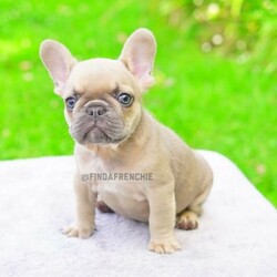 French Bulldog Blue fawn/French Bulldog//Younger Than Six Months,Looking for his forever home1x Blue fawn male carrying tanpure breed French BulldogPrice $3,250Currently & weeks old 8 weeks oldHe is 100% Clear of all inherited diseases*Registered pedigree papers with MDBAHe is microchipped and vaccinated and 100% healthy*MDBA number - 12819For more Information text message or call ******** 067 REVEAL_DETAILS 