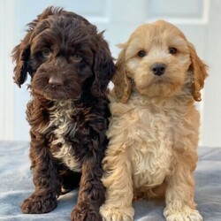 Cockapoo Puppies/Cocker Spaniel//Younger Than Six Months,Cockapoo/Spoodle puppies, ready for their forever homes at 8 weeks of age 14th April. Puppies will leave with c3 vaccination, microchip, thorough vet examination, worm and flea preventative health guaranteeThese puppy’s are expected to grow to between 35-45cm in size and weigh between 10-20kg.These puppies will have a low/non-shedding coat, making them a suitable breed for most families. Their coat is similar to other Oodles such as a Groodle, Labradoodle and Cavoodle.Mum - Lemon & white Cocker SpanielDad - Cafe au lait/ Toy PoodleOther litter mates 5500Chocolate boy 6500Each puppy comes with a customised puppy pack for local buyers which includes essential items such as:* Bed* Collar and Lead* Assortment of toys* Dry puppy biscuits* Puppy training pads* Food and water bowls* moreBoth parents have had DNA screening completed via Orivet, both returning clear results for any genetic disorders which can be passed on to their puppies. Dad has also had hip and elbow scoring, returning great scores.New owners will be provided with a puppy information folder which outlines some things about what the puppy has been eating, information about worm and flea treatment, more information about how to maintain the puppies coat and grooming, microchipping, dental care, sleeping, toilet training, desexing and the health guarantee.Both Mum and Dad have had DNA screening completed via Orivet, both returning clear results for any genetic disorders which can be passed on to their puppies.Our puppies are all sold as pets only (not for breeding). Apart of our health guarantee and desexing contact states you are required to desex your puppy no sooner than 6 months of age but before 12 months of age.Both parents are available for viewing with the puppies either in person, FaceTime or via an alternative video calling platform.Please send through your name and the type of home you can provide one of our puppies, thank you :)