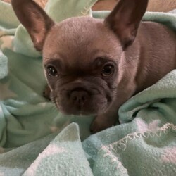 Purebred French bulldogs BLUE FAWN MALE ready to go now!!/French Bulldog//Younger Than Six Months,BLUE FAWN male ready to go nowBorn 31/1/22Raised in our family home around childrenMicrochipped ✅Vaccinated ✅Vet checked ✅Message me for details