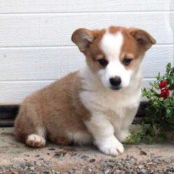 Alexander/Pembroke Welsh Corgi/Male /8 Weeks,Alexander is an adorable Pembroke Welsh Corgi puppy who is just as sweet as can be! This little cutie is vet checked and up to date on shots and wormer. He can be registered with the ACA, plus comes with a 30 day health guarantee provided by the breeder. Alexander is well socialized around kids and sure to be a great addition to any family. To learn more about this happy pup, please contact the breeder today!