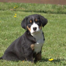 Delilah/Greater Swiss Mountain Dog/Female /8 Weeks,Here comes Delilah! This darling Greater Swiss Mountain Dog puppy is one of a kind and can’t wait to spoil you with love and attention. Delilah will always be at your side. She is vet checked and up to date on shots and wormer. She comes with a health guarantee provided by the breeder! To welcome this bubbly puppy into your home please contact John today!