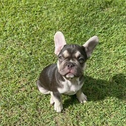 French Bulldog Puppy /French Bulldog//Younger Than Six Months,Mr Personality +++ what a special little man, Finn has a lot of loving to give to his new owner he is Choc with tan points and ready for his new forever home.**Pet only Pedigree papers with desexing agreement or*****POA for Mains MDBA papers***** REVEAL_DETAILS *Microchipped*Vaccinated and wormed to date*DNA - if requested ( Parents Clear)*Vet health check*Puppy Pack*Free delivery to Gold Coast & Brisbane if requiredSire: Solid Chocolate carries blue and creamDam: Black/white brindle carries blue,cocoa, fawn and tan - USA bloodlinesPictures of parents can be viewed upon requestWe are a small MDBA registered breeder, we have carefully bred by ensuring both parents have no health problems our puppies are being raised in a family environment exposed to people, sound stimulations and well handled.Prefix: Danjay