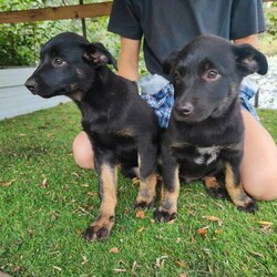 Kelpie puppies/Australian Kelpie//Younger Than Six Months,Two male kelpie pups available, 10 weeks old."Valentine", tan paws"Romeo", tan paws, white chestParents included in photos, black and tan mother, red father. Both local bred from good working lines.$500 each including vaccinations, microchipping and up to date worming.Please contact on the number provided.