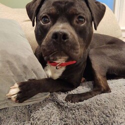 Adopt a dog:ROCKY/Pit Bull Terrier/Male/Adult,MEET ROCKY!

This adorable pit/boxer mix is doing great in his foster mom's home ... she says that Rocky is a 