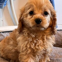 Adopt a dog:Cavoodle Puppies For Sale ///Younger Than Six Months,Cavoodle PuppiesWe have 3 beautiful Male and Female Cavoodle Puppies.These puppies are the sweetest little puppies.Mum is a Cavoodle and is DNA TESTED.Dad is a Purebred toy Poodle .Our parents are carefully selected for health and temperament. We do our best to give you a happy, health puppy that will fit into your home environment.These puppies will bring lots of love and enjoyment to any home.They have been raised in our home as family pets and they will be ready to go to their forever home on the 5/05/22 at the age of 8 weeks .all puppies have been vet checked, vaccinated and microchipped as well as up to date on their worming.Please feel free to call any time regarding information on our puppies.Microchip numbers900113001887656900113001887651900113001887648900113001887653Registered Breeder with RPBA 2459