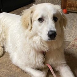 Adopt a dog:Layla/Great Pyrenees/Female/Adult,Hello my name is Layla I am a 8 month old Great Pyrenees- as you can see I don’t shop in the petite department and will likely top out around 100lbs . My foster mom says I am a love bug because I love humans and want to be close to them at all times . I am crate trained but will need a human that can devote time to training me because after all I am still a puppy . As you can see I like to play with my foster brother Jax but I am definitely the boss which is common with Female Prys .If you are interested hurry over to Mountain Rottie Rescue and fill out an application for me because my foster mom says with my sweet disposition and good looks I won’t be available long ??? 
www.mountainrottierescue.net