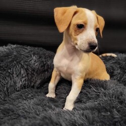 Adopt a dog:Don Julio/Chihuahua/Male/Baby,Don Julio: Hi! My full name is Don Julio. Most days I go by just Don or Julio, but, if I'm feeling extra spicy, then it's the full Don Julio. At 8 weeks, I am about 2 pounds of mostly head and belly. I have very little legs, but my foster mom always says she's impressed by how quickly I get around. I am currently living with my brothers and sisters, where we are being trained to only potty and poop on pee pads (all I can say is I am a work in progress, and if and when I do mess up, please blame my bladder not my heart). I LOVE people. Really, they are my favorite. My foster home has two other dogs (one big one small) that I like to sniff and play with. Not sure what a cat is, but I'd probably be open to meeting one as long as they don't swat at me. I am fragile--remember 2 pounds and little legs--so just know that I need gentle handling and extra care when being picked up. Oh, and I give great nose kisses. I don't have any health issues (that I'm aware of!) Out of my bunch, I’m pretty chill and mostly want to snuggle in your lap. One last thing, I'd be the perfect companion to any happy hour outing (how cute would I be sitting with you at a bar, especially with a name like Don Julio!) AND I'd also be an AMAZING post-happy hour cuddle buddy. I give my foster mom cuddles at least twice daily. 
