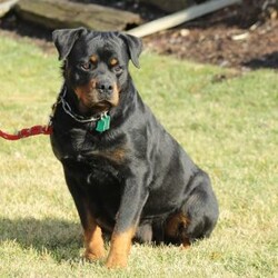 Skylar/Rottweiler/Female /10 Weeks Skylar/Rottweiler/Female /10 Weeks,Meet Skylar, an outgoing Rottweiler puppy who loves to run and play! This friendly gal is well socialized and family raised with children. Skylar can be registered with the AKC and ACA, plus comes with a health guarantee provided by the breeder. She is vet checked and up to date on shots and wormer. To learn more about Skylar and all that she has to offer, please contact the breeder today!