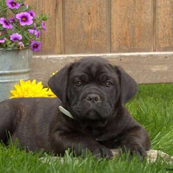 Valor/Cane Corso/Male /10 Weeks Valor/Cane Corso/Male /10 Weeks,Say hello to Valor, a friendly Cane Corso pup ready to join in on all the fun at your place! Valor is vet checked and up to date on shots and wormer. Valor is registered with the ICCF, plus comes with a genetic health guarantee provided by the breeder! Valor has champion bloodlines, if you would like more information on this frisky pup, please contact David Stoltzfus today!