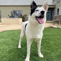 Adopt a dog:Colt/Cattle Dog/Male/Adult,Lets GOOOOOOOOOO!!!

Can you keep up? I know it can be hard for humans, seeing as you only have two legs and all. Don't worry though, I'll go slow for you at first. Slow what you ask? Walking, running, Jogging, hiking, just adventuring in general. 

I am the kinda guy who always wants to be on the move, give me a job and I'll do that and then some. The shelter staff seem to think I might be a mix of Heeler and Border Collie, so intelligence isn't an issue. We can take on the world together! We can also cuddle up after an active day. Just don't expect me to want to cuddle all the time, or be happy entertaining myself. Enrichment like puzzle toys, frozen kongs, and all the games are in our future. 

Seriously, what are you waiting for? I wait for no one, we gotta go. Adventure awaits, sports await, our life together awaits, so stop waiting and get to it, apply for me!