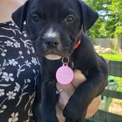 Xyris/American Staffordshire Terrier/Female/Baby