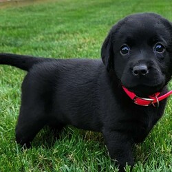 Baby/Black Labrador Retriever/Female /6 Weeks,Say hello to Baby, a sweet Labrador Retriever puppy who is ready for a forever home. This adorable puppy is vet checked, up to date on shots and wormer and cannot wait to meet you!