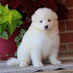 Elliot/Samoyed/Male /6 Weeks,Would you like to welcome Elliot into your heart and home? He is a gorgeous Samoyed puppy ready to give his new family lots of love. He is soft and fluffy and would make a great companion to snuggle with! He has been vet checked and is up to date on his shots & wormer plus the breeder provides a 1-year genetic health guarantee for him. If you are interested in meeting this sweet fella, call the breeder today!