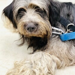 Adopt a dog:me/Tibetan Terrier/Female/Adult,Foster Homes Needed!

Do you have time and room in your life for a foster dog?

http://www.muttloverescue.org/foster.html

*****************

Hello, I'm Tuggle! I'm new here (as of 07/16/22) and not the usual type of pooch you'll find here among the abundant hounds and pitties of Mutt Love, lol. While Mutt Love isn't entirely sure of my start in life, they do know I recently resided with a family on a small farm. Things were going well until I began to herd and guard the small children of the house, most likely due to a genetic predisposition. I also demonstrated a high prey drive as I couldn't resist the chickens on the farm (my apologies to my chicken friends). These traits are why I ended up with Mutts to find a more suitable match. I require a home with NO CHILDREN under 15 years old and NO SMALL ANIMALS of any kind such as cats, dogs, guinea pigsyou get the idea. Safety to all is always paramount in Mutt Love's placement of the dogs. It's a shame I find myself in this situation because I'm really quite a lovely girl. I am about two years old, with long flowing locks and sweet eyes. I'm crate, house and leashed trained and not a big barker. While I am initially a bit shy and nervous when meeting new people, I grow comfortable in a safe, secure environment. I hope your home is a good fit for me because I'd really make a great companion to some lucky family!**BECAUSE OF OUR REQUIREMENT FOR A HOME VISIT, WE ARE ONLY ABLE TO ADOPT TO HOMES IN THE NORTHERN VA / MARYLAND / DC METRO AREA**

We have adoption events EVERY SATURDAY from 12-3 p.m. Please note that not all dogs can attend every event, so if you are interested in meeting a particular dog, please complete a no-obligation application on our website at http://www.muttloverescue.org/application.html OR write to adopt@muttloverescue.org.

Upcoming adoption events:

Saturday Jun 25th 12-3 pm Weber's Pet Supermarket; 2280 Hunters Wood Plaza; Reston

Saturday Jul 2nd 12-3 pm Weber's Pet Supermarket; 11135 Lee Hwy; Fairfax

Saturday Jul 9th 12-3 pm Weber's Pet Supermarket; 2280 Hunters Wood Plaza; Reston

Saturday Jul 16th12-3pm Weber's Pet Supermarket; 11135 Lee Hwy; Fairfax

We are always desperate for foster homes, now more than ever. If you are interested in fostering during this difficult time, please complete an application... unless you are a previous adopter/foster, then you can just contact us via phone (703-988-2608) or email (adopt@muttloverescue.org) to tell us which dog you want to foster!

For information on sponsoring this dog, please write to adopt@muttloverescue.org.

WE NEED FOSTER HOMES! FOR MORE INFORMATION, PLEASE EMAIL ADOPT@MUTTLOVERESCUE.ORG.

Visit us on Facebook: https://www.facebook.com/muttloverescue
Follow us on Twitter: @Muttlove_Rescue