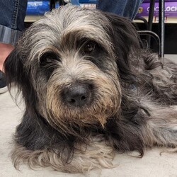 Adopt a dog:me/Tibetan Terrier/Female/Adult,Foster Homes Needed!

Do you have time and room in your life for a foster dog?

http://www.muttloverescue.org/foster.html

*****************

Hello, I'm Tuggle! I'm new here (as of 07/16/22) and not the usual type of pooch you'll find here among the abundant hounds and pitties of Mutt Love, lol. While Mutt Love isn't entirely sure of my start in life, they do know I recently resided with a family on a small farm. Things were going well until I began to herd and guard the small children of the house, most likely due to a genetic predisposition. I also demonstrated a high prey drive as I couldn't resist the chickens on the farm (my apologies to my chicken friends). These traits are why I ended up with Mutts to find a more suitable match. I require a home with NO CHILDREN under 15 years old and NO SMALL ANIMALS of any kind such as cats, dogs, guinea pigsyou get the idea. Safety to all is always paramount in Mutt Love's placement of the dogs. It's a shame I find myself in this situation because I'm really quite a lovely girl. I am about two years old, with long flowing locks and sweet eyes. I'm crate, house and leashed trained and not a big barker. While I am initially a bit shy and nervous when meeting new people, I grow comfortable in a safe, secure environment. I hope your home is a good fit for me because I'd really make a great companion to some lucky family!**BECAUSE OF OUR REQUIREMENT FOR A HOME VISIT, WE ARE ONLY ABLE TO ADOPT TO HOMES IN THE NORTHERN VA / MARYLAND / DC METRO AREA**

We have adoption events EVERY SATURDAY from 12-3 p.m. Please note that not all dogs can attend every event, so if you are interested in meeting a particular dog, please complete a no-obligation application on our website at http://www.muttloverescue.org/application.html OR write to adopt@muttloverescue.org.

Upcoming adoption events:

Saturday Jun 25th 12-3 pm Weber's Pet Supermarket; 2280 Hunters Wood Plaza; Reston

Saturday Jul 2nd 12-3 pm Weber's Pet Supermarket; 11135 Lee Hwy; Fairfax

Saturday Jul 9th 12-3 pm Weber's Pet Supermarket; 2280 Hunters Wood Plaza; Reston

Saturday Jul 16th12-3pm Weber's Pet Supermarket; 11135 Lee Hwy; Fairfax

We are always desperate for foster homes, now more than ever. If you are interested in fostering during this difficult time, please complete an application... unless you are a previous adopter/foster, then you can just contact us via phone (703-988-2608) or email (adopt@muttloverescue.org) to tell us which dog you want to foster!

For information on sponsoring this dog, please write to adopt@muttloverescue.org.

WE NEED FOSTER HOMES! FOR MORE INFORMATION, PLEASE EMAIL ADOPT@MUTTLOVERESCUE.ORG.

Visit us on Facebook: https://www.facebook.com/muttloverescue
Follow us on Twitter: @Muttlove_Rescue