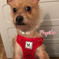 Adopt a dog:Pepito/Terrier/Male/Young,My name is Pepito and I am about 1 year old and weigh 12 pounds. I am a friendly boy and love to be around other dogs. I am a little timid when I first meet you but warm up quickly. I am not a barker and get along with all the other dogs here. I like car rides and cuddling. Please take me home to be your furever noy.