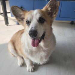 Adopt a dog:Peanut**/Pembroke Welsh Corgi/Male/Adult,Say hello to Peanut! 

Peanut is a ~25 lbs, 6 year old Corgi and currently resides in South Korea. He lives with his foster and was rescued March 2022 from an illegal breeder. 

Unfortunately, Peanut's start in life is not a good one. He was kept in poor conditions by an illegal breeder. Because of this, he is missing most of his teeth and only has three left. He also has cosmetic injuries on his left ear and right front paw (missing one toe). We are unsure of how these injuries occurred, but they are only cosmetic. He cannot chew hard kibble, so we currently feed him wet food. And we know how his pictures look- let's be honest, Peanut looks old! After multiple trips to the vet to confirm his age, we can definitely say that Peanut is only six!

Despite this rough start, Peanut is an incredibly sweet and gentle Corgi. He loves people and is relatively quiet. He does tend to avoid other dogs rather than socialize. Peanut does not have an aggressive bone in his body! Peanut loves going on walks and eating. He is house-trained and walks well on a leash. 

We are looking for Peanut's forever home that will provide him a loving, comfortable life. 

We do not recommend dogs to be left alone for over 4 hours and strongly recommend that all of our adopters look into a doggy daycare if they will be away for more than 4 hours.

Please keep in mind that we are unable to consider applicants that are not within a 45 minute driving distance from Springfield, Virginia at this time.

Adoption fee $675.


*Peanut is currently at a foster home in Korea. We transport our dogs after an adopter has been secured, so unfortunately, we do not provide meet and greets. Instead, we do our best to provide as much description, pictures and videos as possible.

*** We typically do not adopt to homes with children under 8 years old. A home check is mandatory before adoption. We adopt to residents of Northern VA and Washington DC suburbs only. Applicants must be at least 25 years old. Has a social media account for us to monitor pets after adoption; (Please note, we monitor all pets after adoption);
We ask you to submit a copy of identification via secured app and/or we screen check once your adoption application is approved. ***

If you would like to adopt the pet, please fill out our online application at https://sites.google.com/view/donghaepaws/. An HDP volunteer will reach out for more information after a careful review of your application. Please understand this may take a few days. Thank you!

Prior to rescue, many of our dogs have experienced minimal socialization and it takes time for them to learn about life as a family pet. Common skills such as house training and leash walking may often take a little extra time. Patience, understanding and a gentle hand are a must. The great news is, most of these dogs come around rather quickly and being a part of their rehabilitation is an extremely rewarding experience.



*** About us ***
Hope For Donghae Paws(HDP) is a non-profit 501(c)(3) public charity dedicated to bringing rescue dogs from Korea to the US and finding permanent homes for them. It is true there are many animal lovers in Korea, but still many dogs suffer and are killed for food.
Our mission is to find US homes for mixed-breed dogs whose chances of being adopted in their native Korea are very low.

Find more about us on Facebook and Instagram!
https://www.facebook.com/donghaepaws/
https://www.instagram.com/donghaepaws/