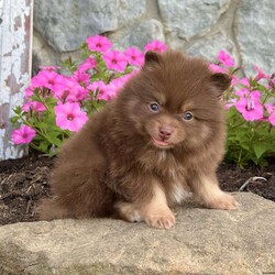 Darling/Pomeranian									Puppy/Female	/6 Weeks,  Darling is an amazing chocolate tan Akc registered pomeranian puppy! She also Carries the dilute blue gene! Great quality small teddy bear face and super thick coat! Sweet outgoing personality! Loves attention! Will be up to date with all shots and dewormings as well as come with a health guarantee! Family raised and well socialized! Used to being around kids! Delivery is available right to your door! Contact me today to get your new family member!