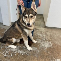 Adopt a dog:Barkley/Alaskan Malamute/Male/Adult,Barkley, 3 year old, male, Malamute mix.

To adopt or foster please call the facility. 209-533-3622 or fill out the form
https://www.foac.us/dog-adoption-application/