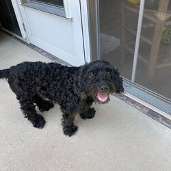 Adopt a dog:Scooby/Poodle/Male/Senior,Meet Scooby!

We have this little guy with a foster in GA. He was an owner surrender due to his humans separating ?. 

We are told Scooby is 14 yrs old.  He definitely doesn’t act it, but he is a senior. He’s less than 20lb. We are told he’s a Boykin / Poodle Mix. He does great with other dogs. 


HERE IS THE HURDLE. Scooby can NOT go to a home with kids. Scooby is not a fan of being picked up. Prior to entering Project Freedom Ride he was predominately just in the backyard and had access to the shed. Unfortunately this meant he wasn’t handled a lot and isn’t house broken. Although he will seek out pets, and even take belly rubs, he does not liked to be picked up and will snap. 


At the vet he wore a muzzle and did well with that but without it there was no way they could have safely vetted him. He was also full of mats so he was fully sedated to be neutered, have his teeth cleaned, and groomed. 
Medically this boy is sound as can be and he is the stinkin’ cutest. But people want to hold little dogs and that’s NOT his jam. We don’t know if that will change over time. Having a ramp or steps up to your couch so he can sit next to you without being lifted up would be more his style.


If you think you are an amazing home for Scooby, please fill out our adoption application.  He currently is body clipped, so this is a pre-shave picture. 

Scooby's adoption fee is $450 which includes his neuter, current vaccinations,  negative heartworm test, registered microchip, and transport costs.

He is available through Project Freedom Ride. He would be transported on one of the PFR transports to either Meridian ID, SLC, UT, Seattle, WA, Mt Vernon, WA, Kennewick, WA, Portland, OR, Buffalo/Syracuse/Newburgh/Castleton on Hudson, NY, Chester, PA, Cleveland, OH, Springfield, IL, Halethorpe, MD, Lansing, MI, Springfield/Richmond, VA or Bedminster, NJ.  For more information on how a Direct Adoption with Project Freedom Ride works or to meet this guy via video call, email projectfreedomride@yahoo.com.



As a Project Freedom Ride direct adoption, the adoption interview/meet and greet would take place on video call (FB Messenger Call, Facetime, Whats App, or Google Duo). The adoption application and fee would be finalized prior to transport.

Adoption application can be accessed at the link below.

https://form.jotform.com/83483621192155


Check out Project Freedom Ride and see what this amazing group is all about!
https://www.facebook.com/ProjectFreedomRide/

http://projectfreedomride.org/