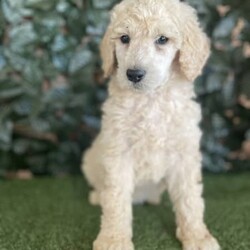 3 x Standard Poodles Parti Factored (DNA Clear) Free Delivery Sydney/Other//Younger Than Six Months,5 x Parti Factored Cream Standard Poodle puppies available to loving homes. We will be coming to Sydney the 23rd August.- 3 x males ($1800) 1 SOLD- 2 x females ($3000) 1 SOLDPuppies come :- With first round of vaccinations (fully vaccinated) & microchipped- Vet check report- 6 weeks free pet insurance- Not desexed- Wormed every 2 weeksThe puppies have been raised indoors and outdoors, and around children and other puppies.The father is a Cream Parti Standard Poodle who weighs 27kg and is DNA tested clear, the mother 26kg Cream Standard Poodle and is also DNA clear. We own both parents and i can send photos of parents on request. Because the dad is a parti poodle, these puppies will carry the parti gene.Puppies are non shedding, and will have similar energy levels than a groodle, labradoodle, aussiedoodle, bordoodle.Once our puppies leave, we:- Would love to see updates!- Offer a rehoming policy- Offer a 18 month health guarantee- Have a Facebook page you can stay in touch or see other puppies we have bred- Offer support and are free to talk at any time throughout your puppies lifeWe are located in Nyngan NSW, can get to Dubbo at any stage. Road transport is usually organised from Dubbo. There will be free transport to Sydney, with a chosen meeting location and time. Happy to arrange other freight at buyers expense, flights from Sydney to another capital city are usually around $300Full members of AAPDB: 16947BIN: B000738270We have a website & Facebook page Country Canine Co. Please look on our Facebook group Country Canine Co. Families for photos of the previous litter as adults.