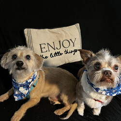 Adopt a dog:Gizmo/Brussels Griffon/Male/Adult,**Bonded: Must be adopted with Junnie**

*Must be adopted in the Central Florida area*

Meet Gizmo! This 10-year-old, 17-lb Brussels Griffon Blend is a goofy little boy who is sure to put a smile on your face! 


	General Behavior: Gizmo is a sweet couch potato who enjoys a good cuddle with his humans and his best friend, Junnie. He is his foster mom's shadow and wants to know what you are doing at all times. 
	Likes & Dislikes: Gizmo, like his friend Junnie, enjoys squeaky toys. When his human comes home, he will run and grab the nearest toy to show off. He also loves going on walks.
	Training: Gizmo has good basic manners, and walks very well on a leash. He does well with his house training if let out frequently. 
	Medical: Gizmo is a healthy pup. He will just need his monthly heartworm and flea prevention. 
	Other Animals: Both boys do well with other calm and laid-back dogs. Cuddling with their feline friends is one of their favorite past times. 
	Children: Junnie and Gizmo do well with children of all ages. 
	Home: These little couch potatoes would do well in a single-family home, townhome, condo, or apartment.
	Grooming: Gizmo will not need any elaborate grooming, but will need a trim and a basic groom about every 10 weeks.
	Overall: Gizmo and Junnie are an adorable duo and will be sure to put a smile on your face every day! 


Ready for some cuddles from these boys who are ready to find their forever home? Then visit our website at www.PoodleandPoochRescue.org where you will find the application to adopt. You'll be put in contact with their foster family if it's a match. They are up to date on vaccines, heartworm negative, microchipped, and neutered. The adoption donation for this duo is $350.