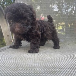 ToyPoodle xToy Miniature Poodle / DNA Tested./Poodle (Toy)//Younger Than Six Months,2Black boy 2 Chocolate girls 1tiny little girl Chocolate, vaccinated microchip vet checked wormed looking for their forever home beautiful natures mum‘s Chocolate ,dads Red Only mum and dad have been DNA .