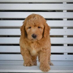 Spot/Mini Labradoodle									Puppy/Male	/6 Weeks,To contact the breeder about this puppy, click on the “View Breeder Info” tab above.