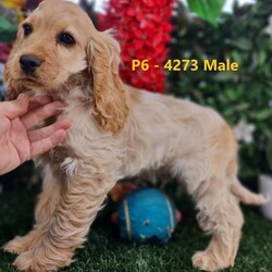 Gorgeous Cocker Spaniel Puppies - Ready to go now!/Cocker Spaniel//Younger Than Six Months,We have the cutest little Colonial Cocker Spaniel puppies available now.Colonials combine the best of the American Cocker and the English Cocker spaniels. They have the sweetest, most gentle natures. These breeds are fantastic family companions and great kids pets. They are happy and well socialised little pups with a beautiful child friendly temperament, love to play and love to cuddle.All wheaten in colour, we have 4 Girls and 3 Boys. Born 21 May 22, these puppies have been Vaccinated @ 6 & 12weeks, Vet Checked, Microchipped and have been wormed fortnightly.Mum, Candy, is a beautiful light wheaten colour with luscious long curls and Dad, Bailey, is a lovely Red/Wheaten Coat, both medium sized dogs. Both parents have been genetically tested 100% clear which ensures that these pups are not susceptible to genetic health problems. Both parents have very gentle and friendly temperaments.These puppies are being sold as loving gentle family pets, they love attention and will be smart, loyal family companions. Please research the cocker spaniel breed to ensure that they will be a good fit for your family.They will come with-	Puppy pack (incl. Bed, 1wks Food bowl, treats, 1 months worming tablets, toys, collar harness & lead)-	6 weeks free Pet Insurance,-	Desexing Voucher,-	Full medical history including parents genetic testing reports,-	Lifetime Breeder SupportWe are Registered Ethical Breeders and fully Vet Audited.AAPDB Full Member # 16452RPBA Breeder # 1513NSW BIN # B000643964Microchips: 991001004884271; 991001004884278; 991001004884274; 991001004884272; 991001004884277; 991001004884273; 991001004884276Located near Dubbo NSW, we can transport pup for you – transport within NSW is Free, or we can arrange transport to other states for you, please ask us.Visits to meet the pups are welcome by appointment. More photos and videos are available if distance is a consideration and we do WhatsApp video call virtual visits so you can meet the puppies in real time.