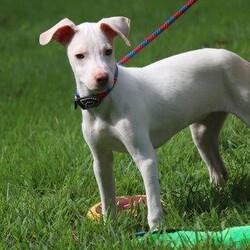 Adopt a dog:Pop/Parson Russell Terrier/Male/Baby,Snap! Crackle! Pop! No, this isn't an ad for Rice Krispies! These handsome boys are 4 month old Parson Terrier/Whippet mixes weighing about 20-25lbs! We estimate they will grow to 45lbs & boy are they growing!! Each is white and tan; all have unique markings that are so cute! These boys are learning to walk on leash and love all their toys! (MT, 9/10/22)

**It is rare that we know with certainty the ages or mixes that make up our dogs, but we do our best to be as accurate as possible based upon our experience. **
Adoption: $375 which covers quarantine, shots, worming, medical records, spaying/neutering, microchip and an Alabama State Health Certificate.
Transport, if needed : $140.00 - $160 (depending on gas prices) We consider the transport to be of great importance and, as such, take particular care of the dogs during the trip . We make every effort to arrive with healthy and minimally stressed dogs.
