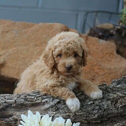 Alex/Mini Goldendoodle									Puppy/Male	/6 Weeks,Here comes Alex, an adorable Mini Goldendoodle puppy ready to give you lots of puppy kisses! This playful pup is vet checked, up to date on shots and wormer, plus comes with a health guarantee provided by the breeder. Alex is family raised with children and would make the best addition to anyone’s family. To find out more about this sweet pup, please contact Benuel and Rachel today!